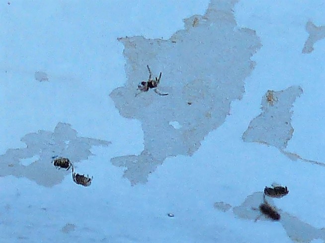 Araneus diadematus - Pantelleria